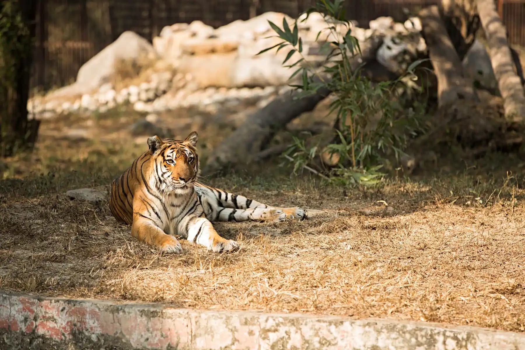 Wildlife Tours of India