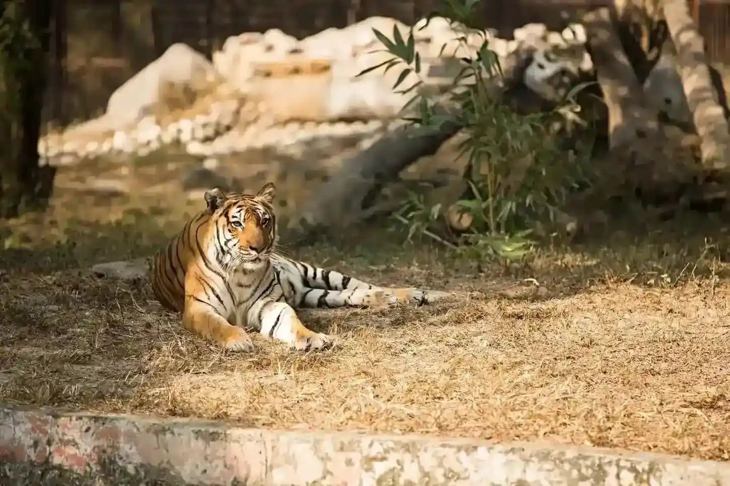 Wildlife Tours of India