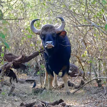 Mudumalai Wildlife