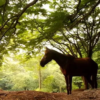 Cubbon Park