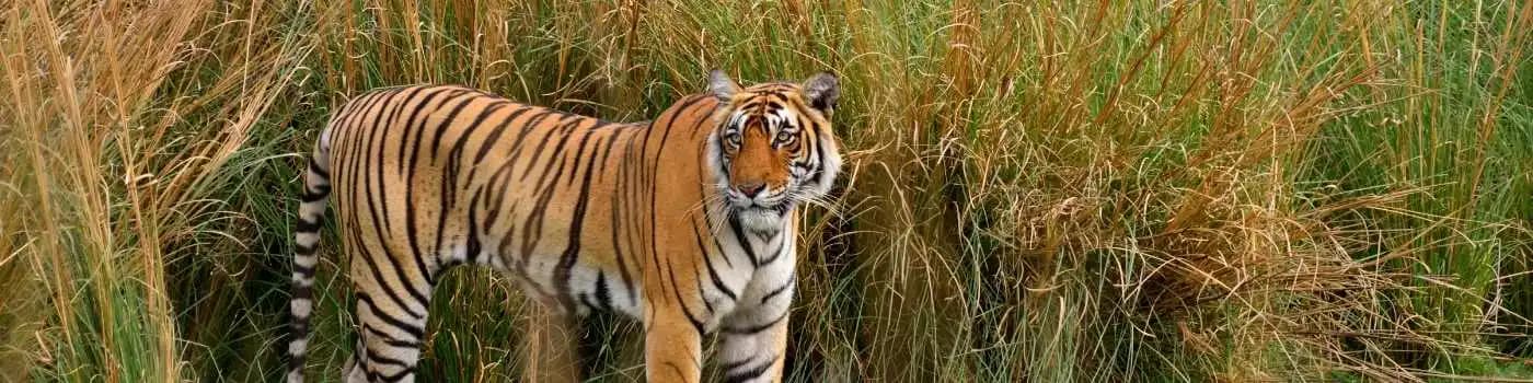 Ranthambore National Park