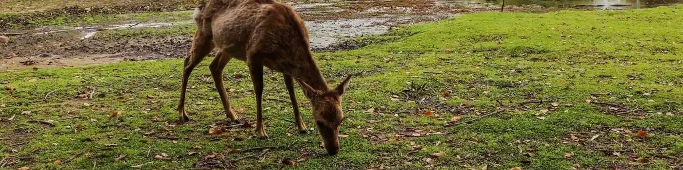 Deer Park