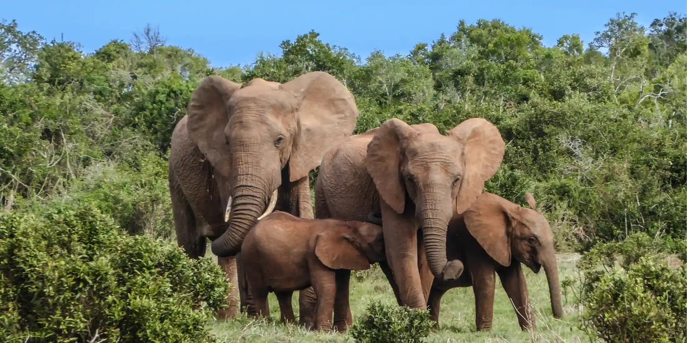 South African adventure