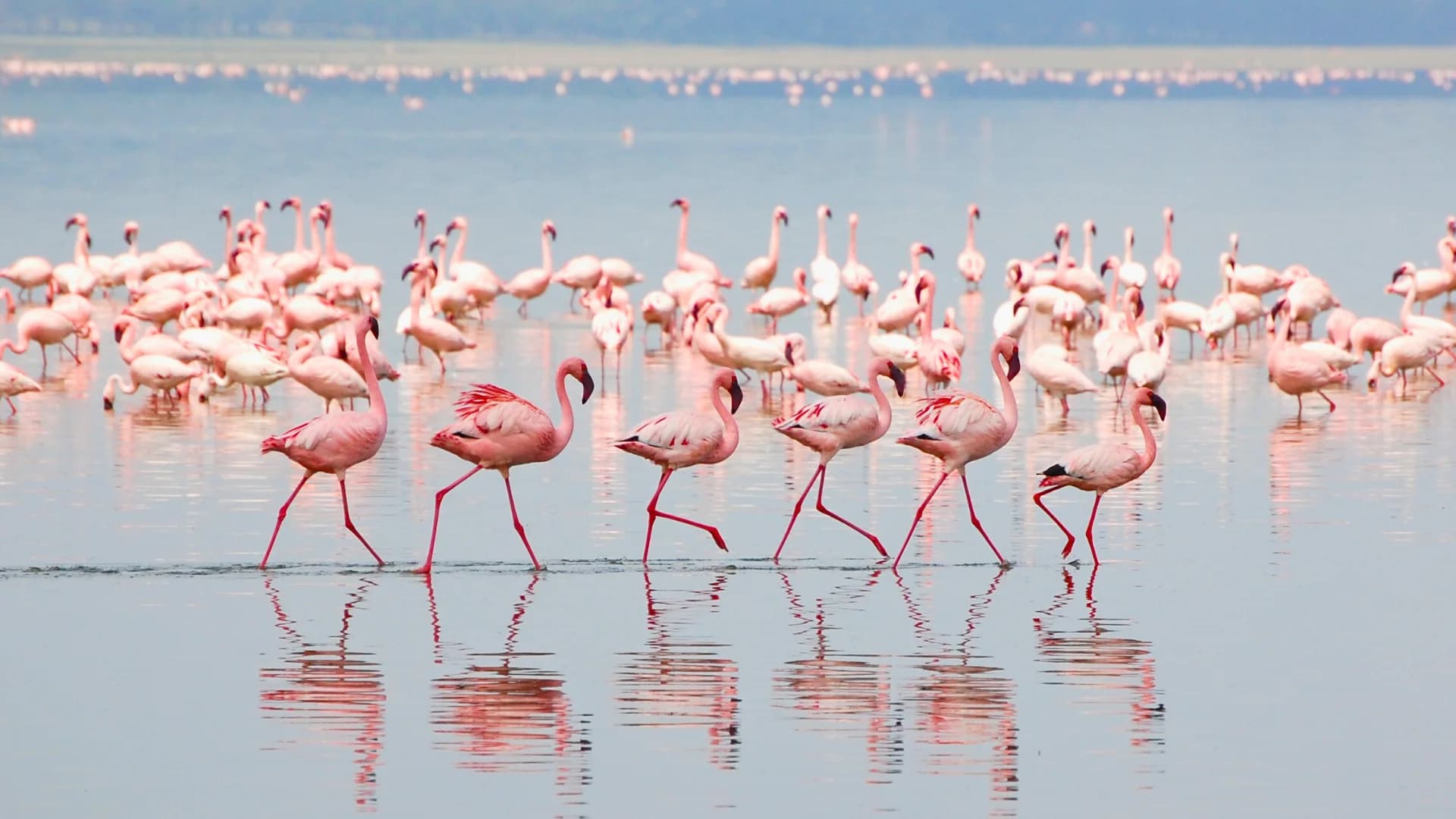 Flamingos in Lake Nakuru