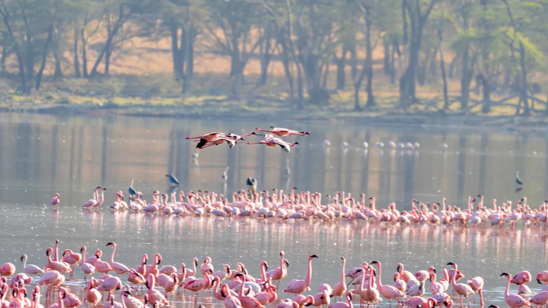 Lake Nakuru