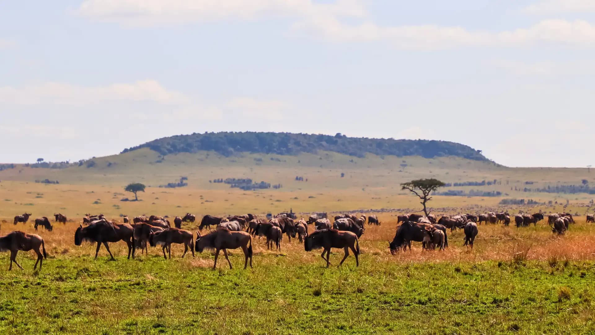 Maasai Mara National Reserve