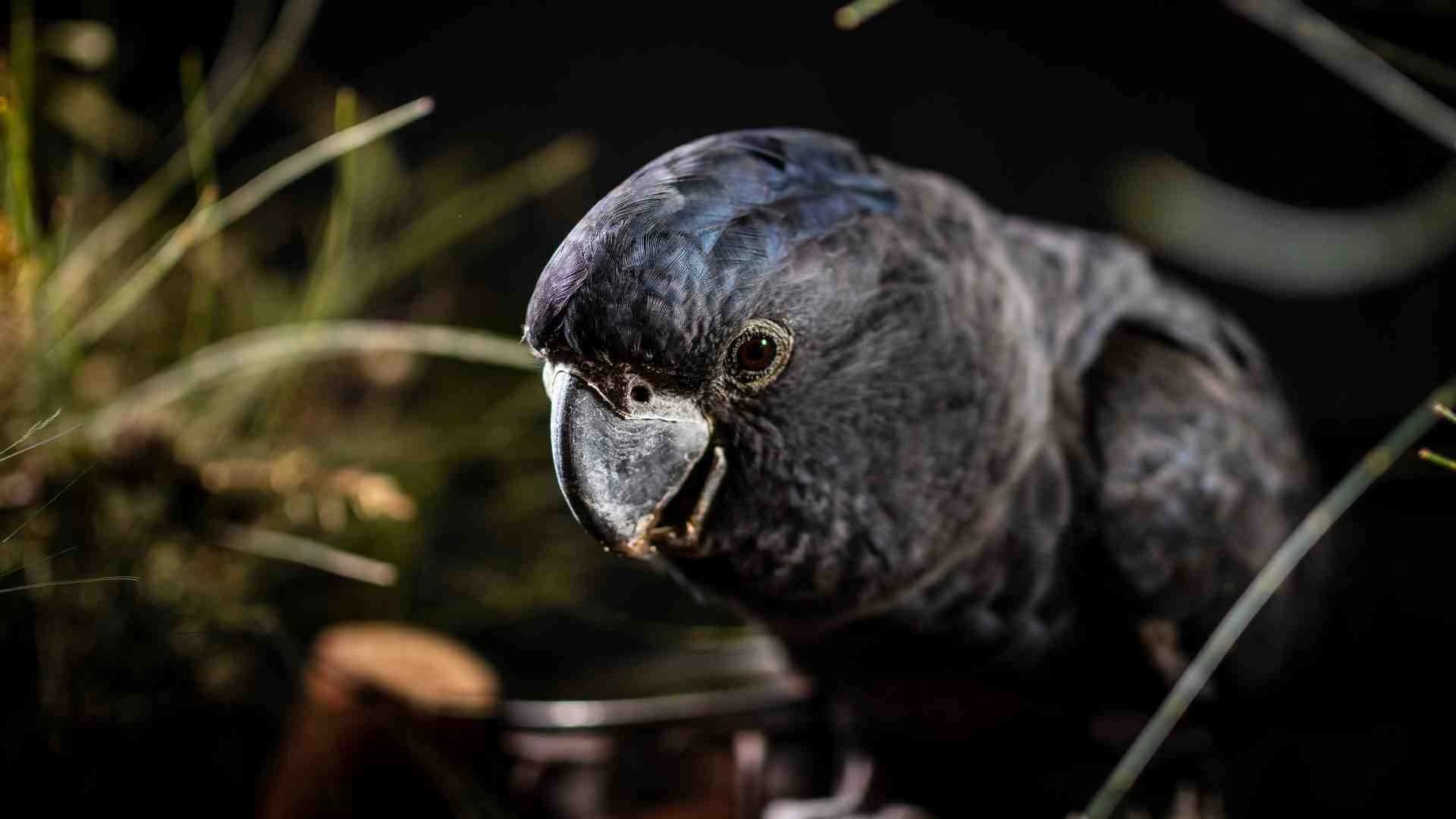 Black Parrot