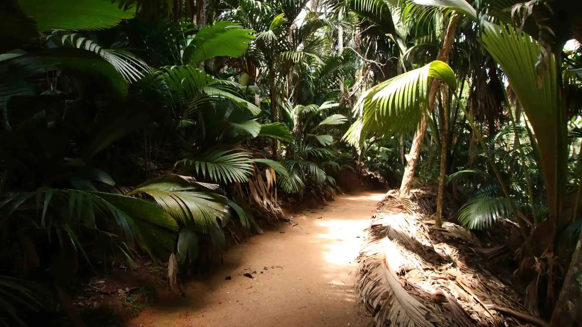 Vallee-De-Mai