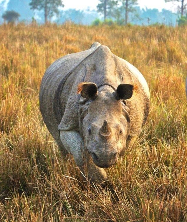 Tigers, Jungles and Rhinos of India