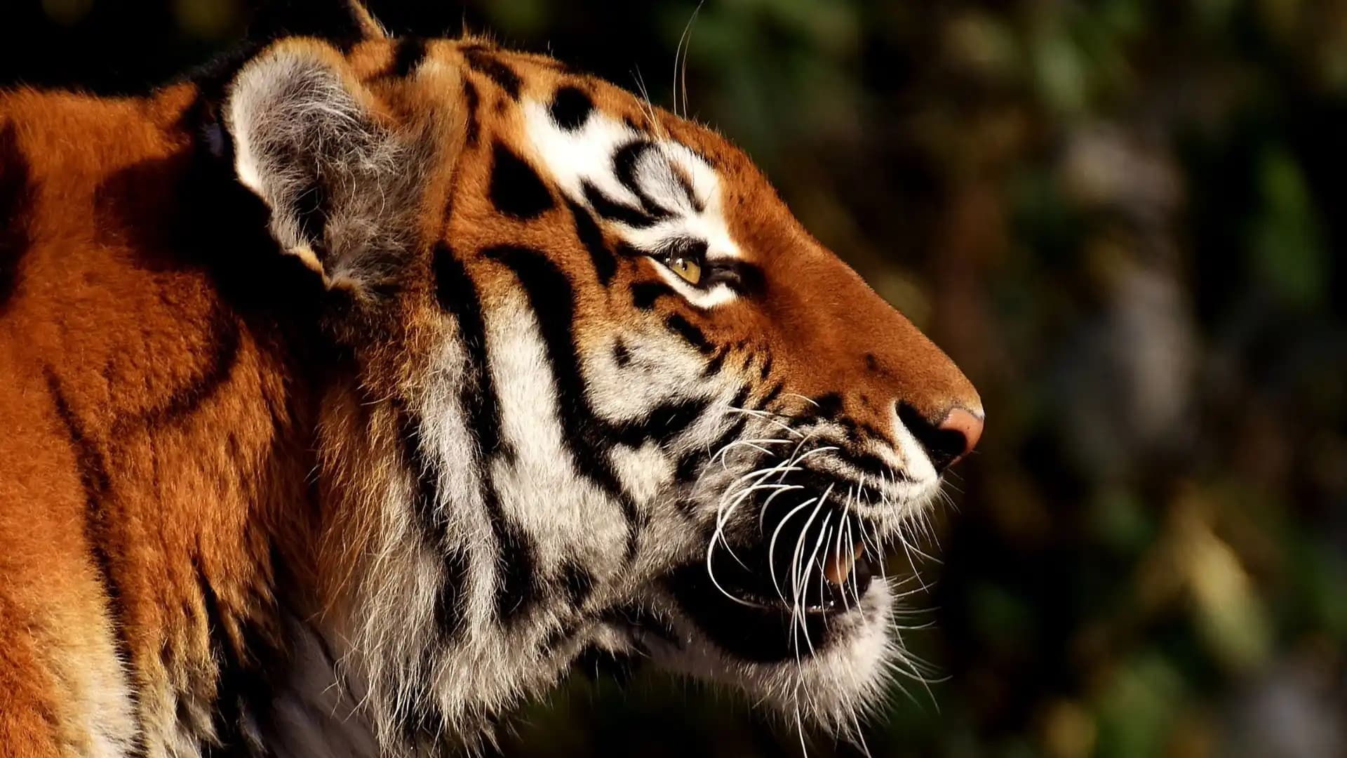 Bengal Tiger