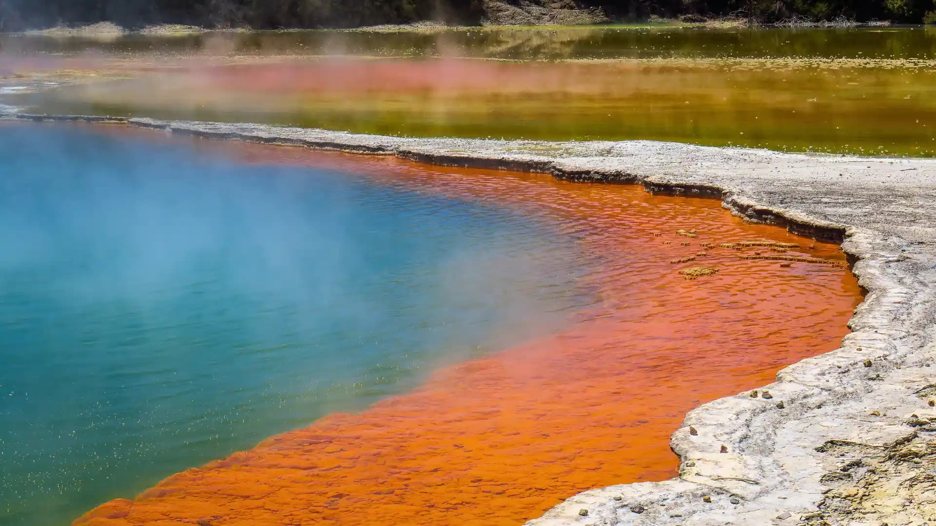 boiling mud pool Rotorua