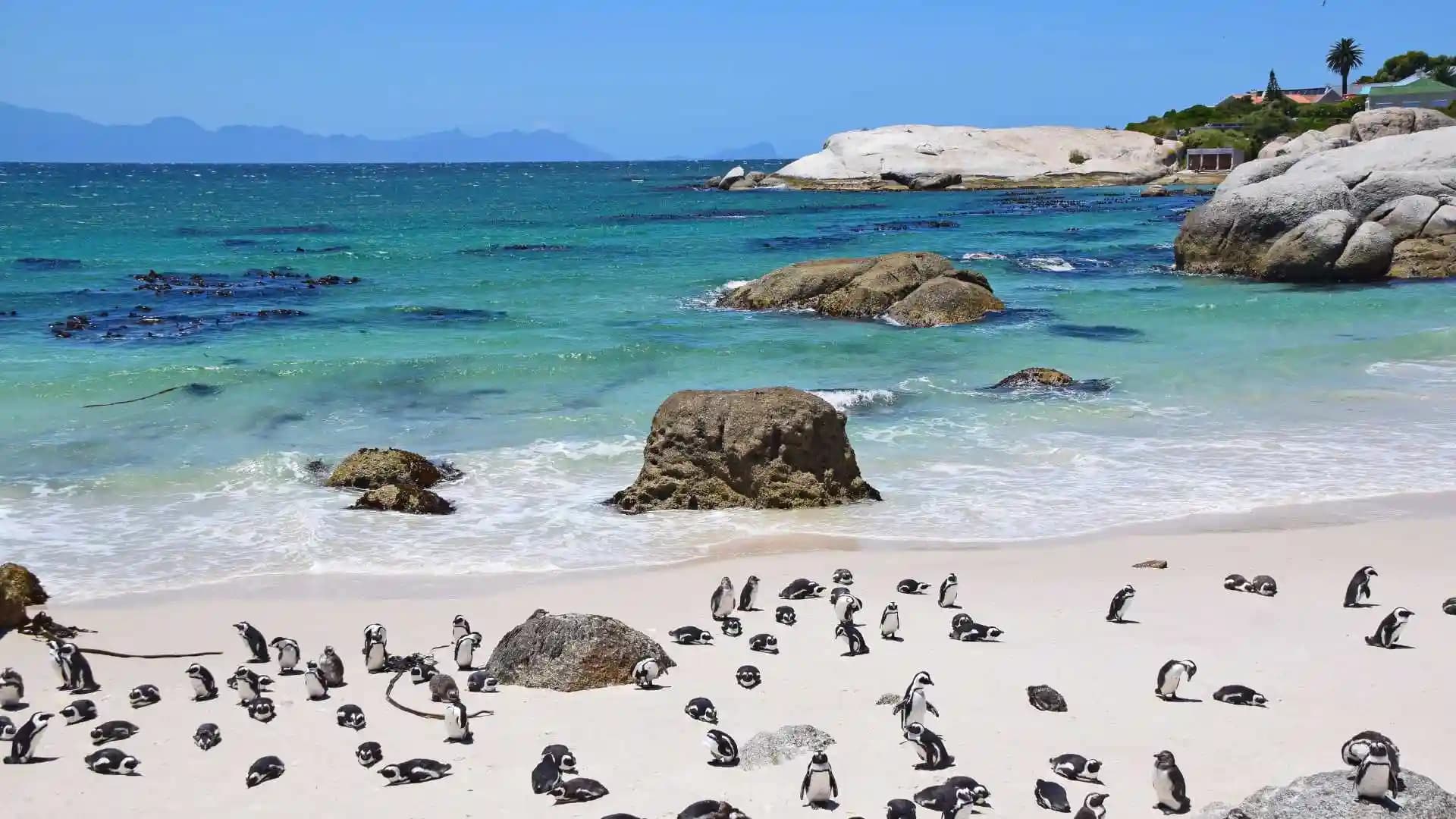 Penguins at Boulders Beach