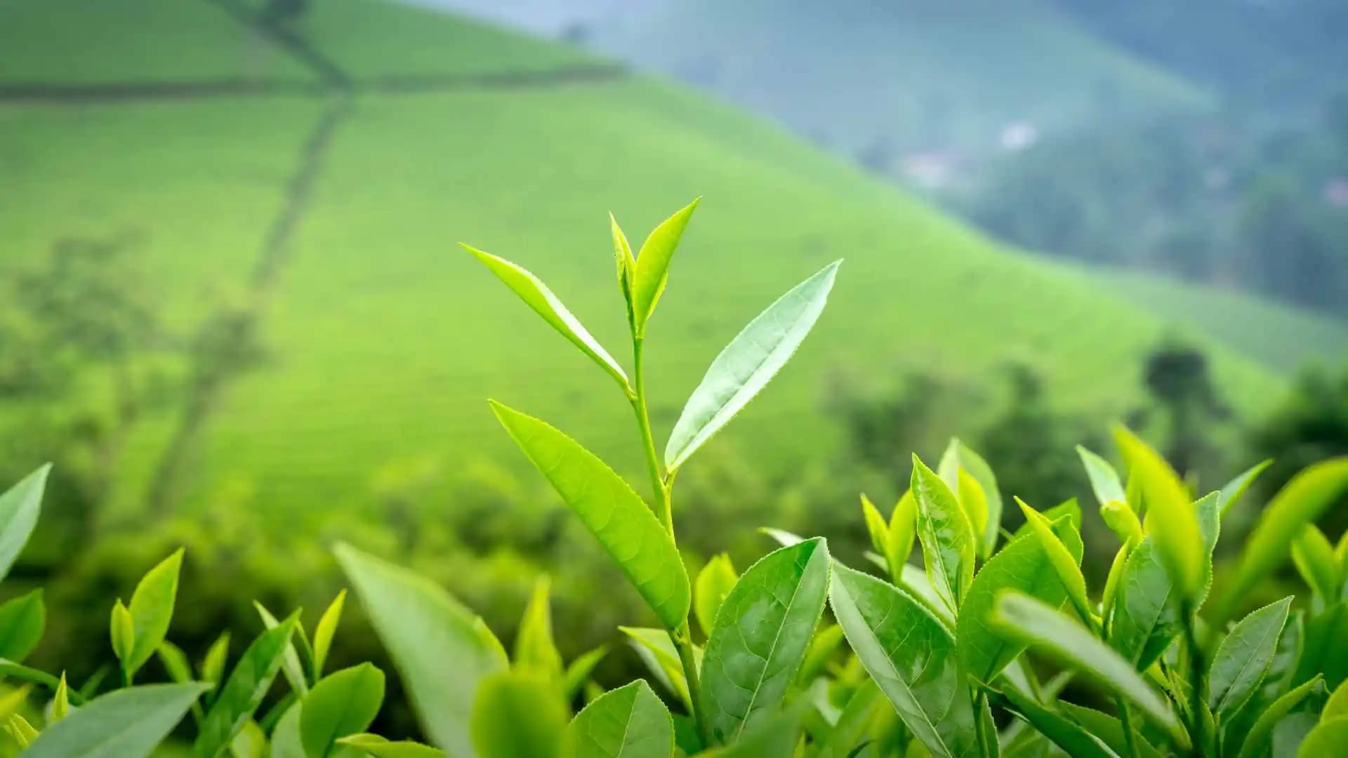 Cardamom Plantations