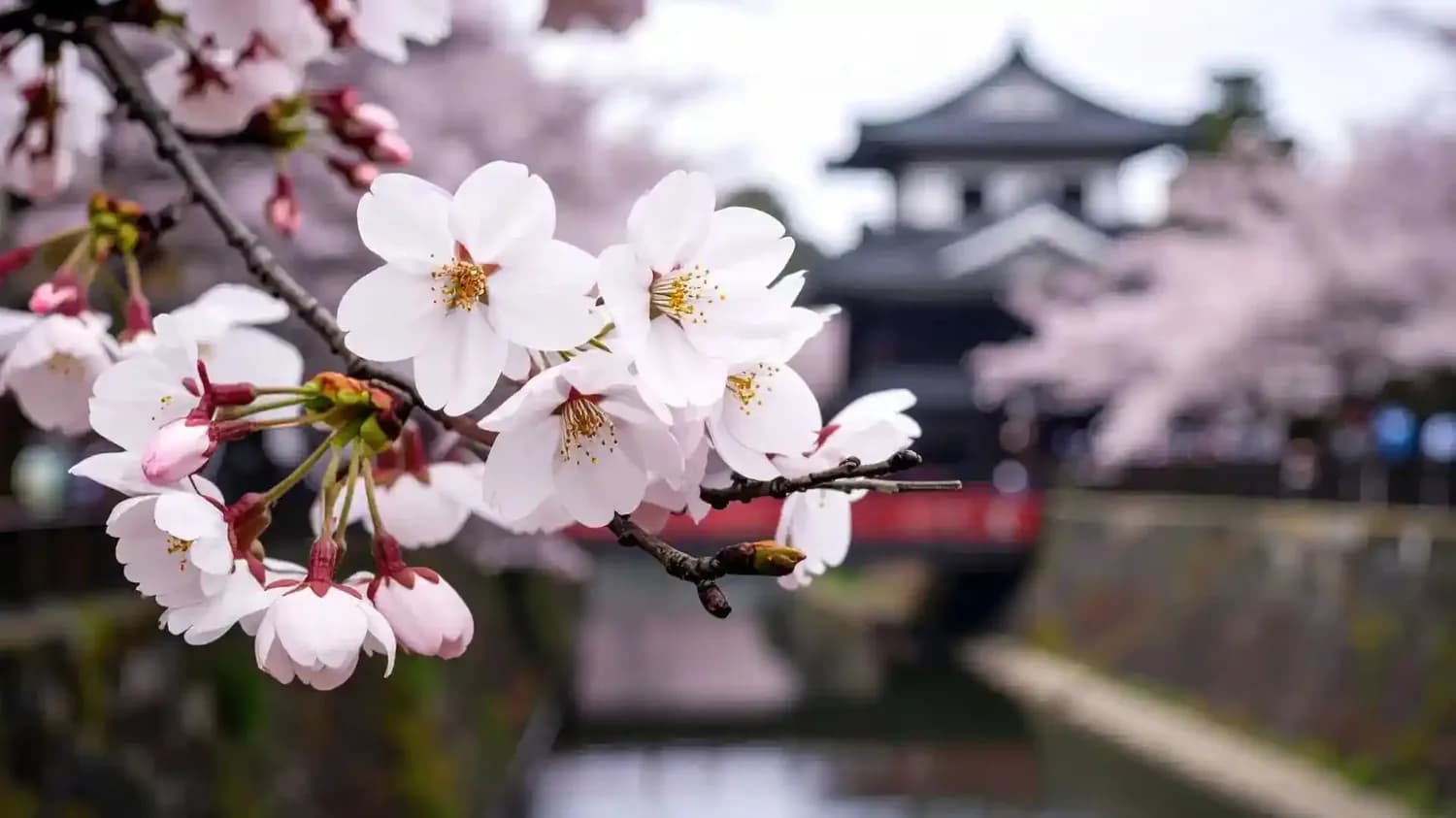 Sakura Flower