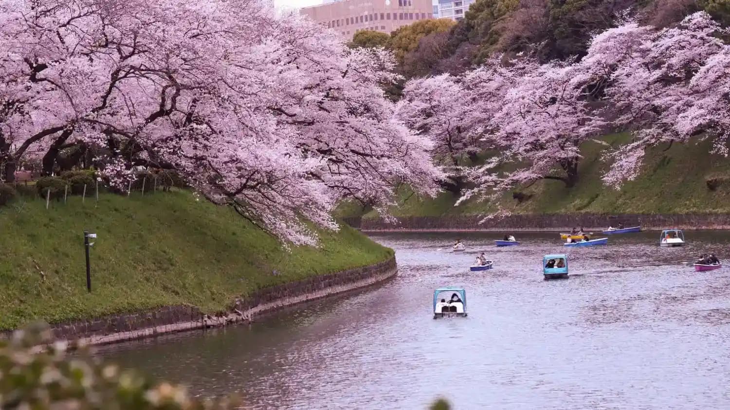 Cherry Blossom