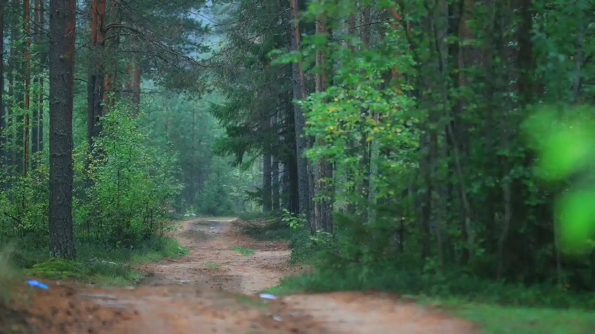 Lush Green Paddy Fields