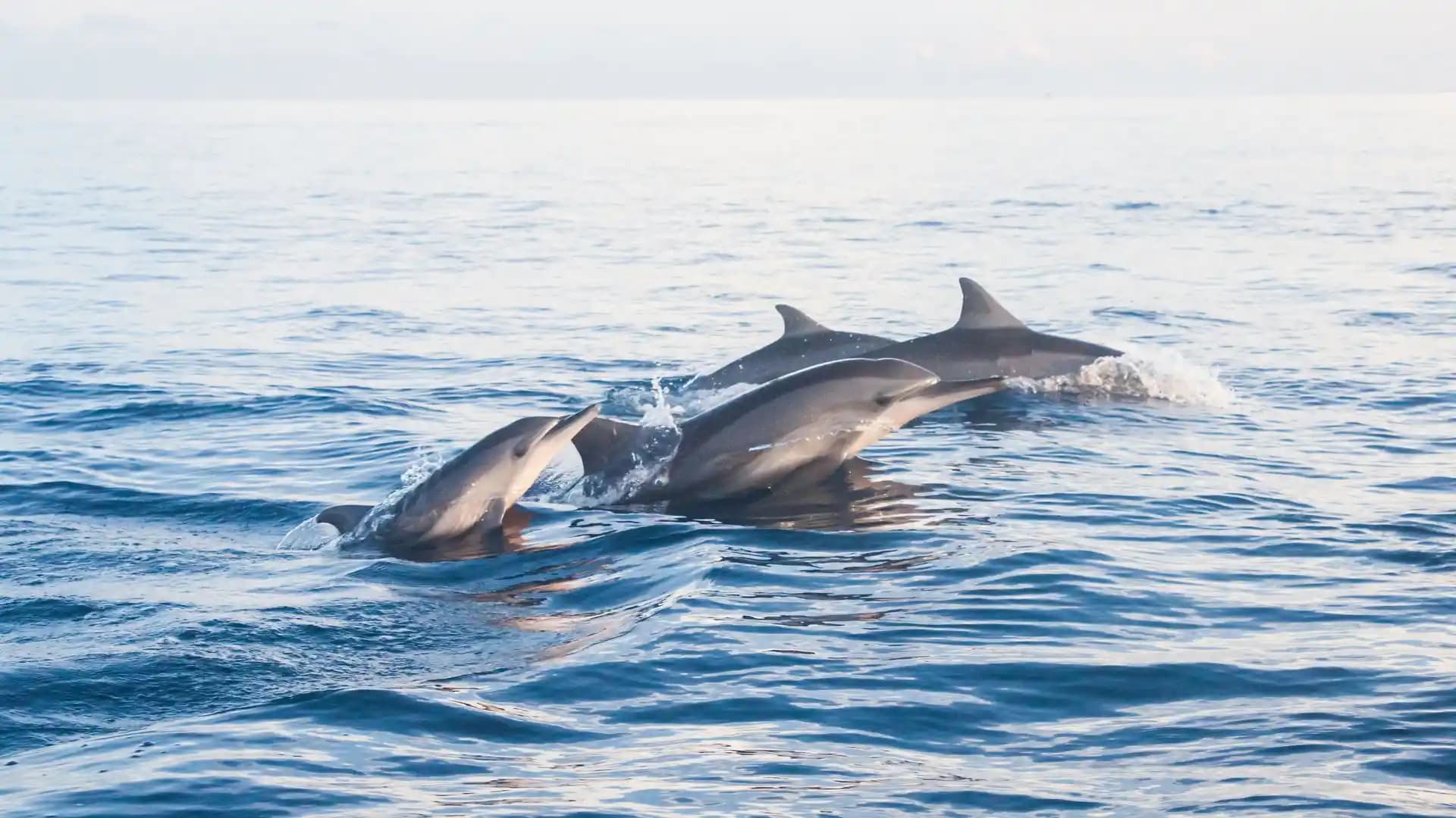 Dolphin Adventures