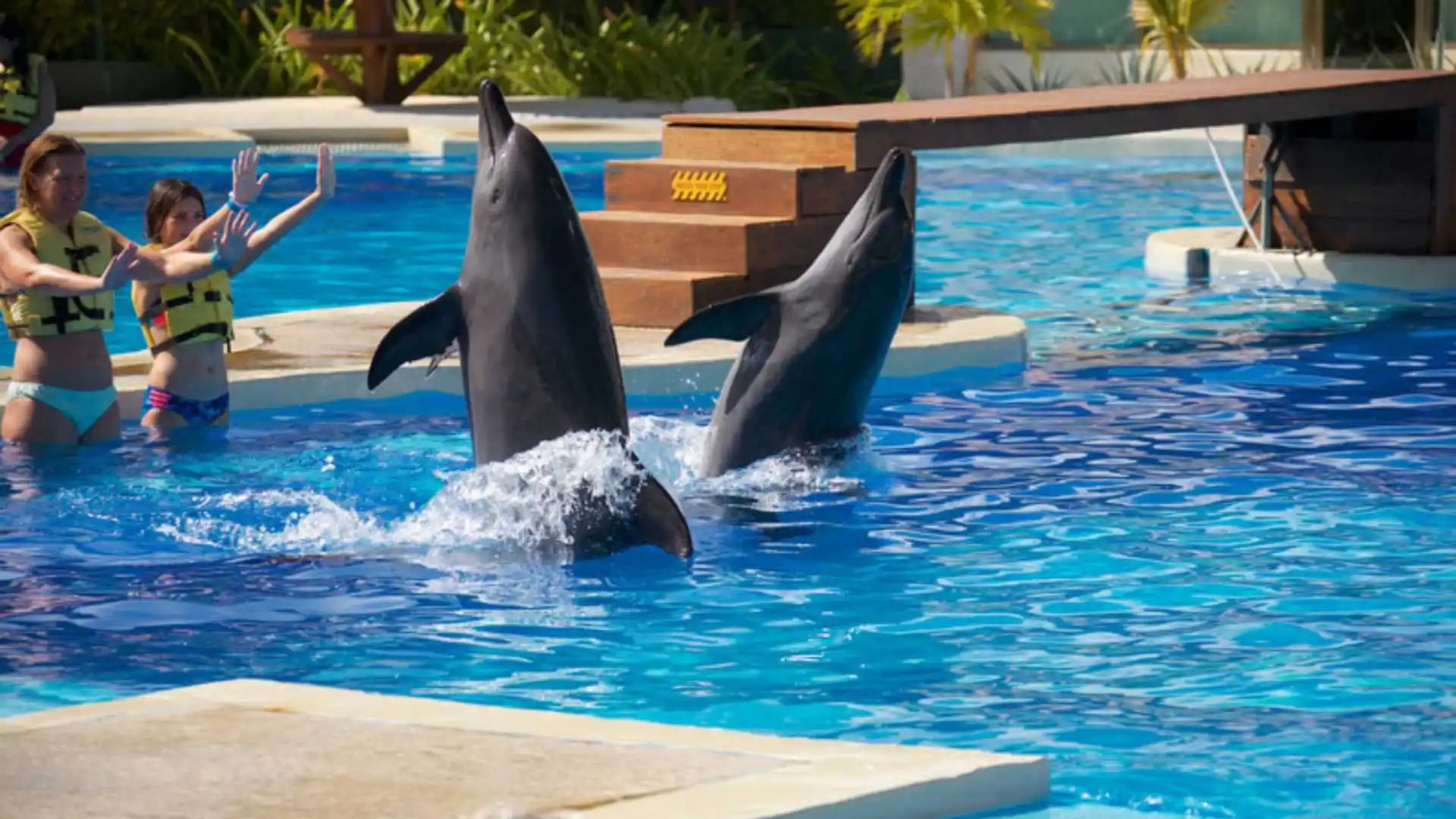 dolphin lagoon Singapore