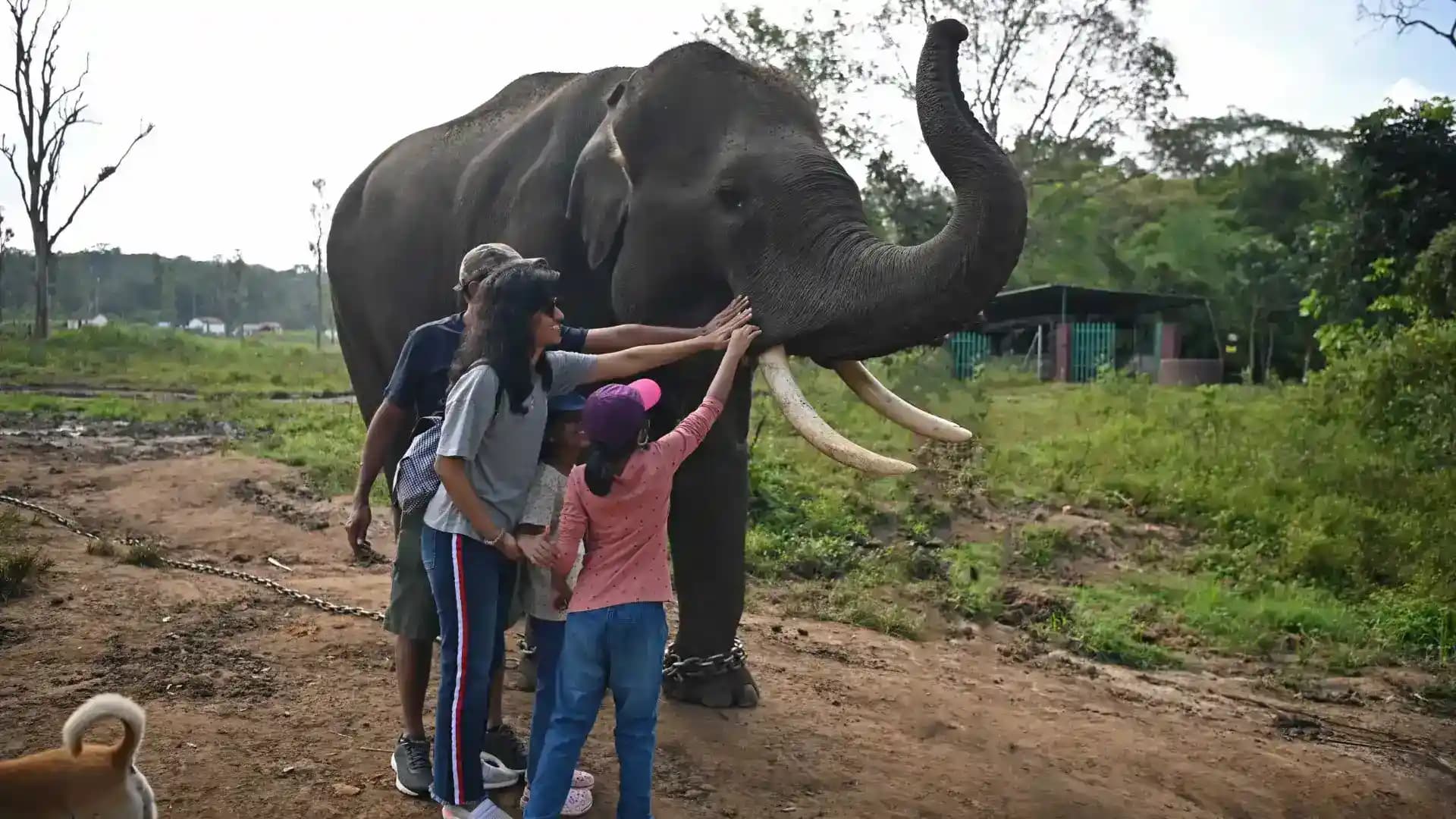 Elephant Camp