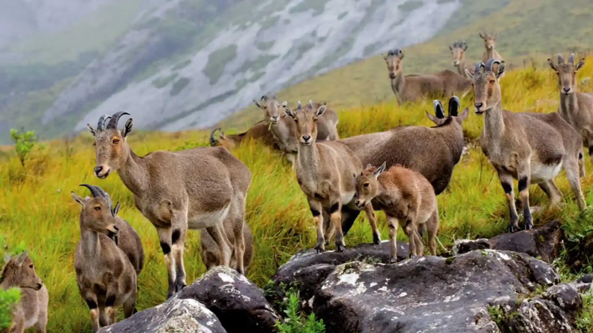Eravikulam National Park