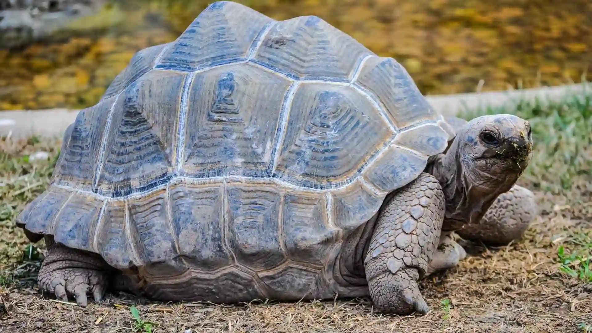 Esmeralda The-World’s Heaviest Giant Tortoise