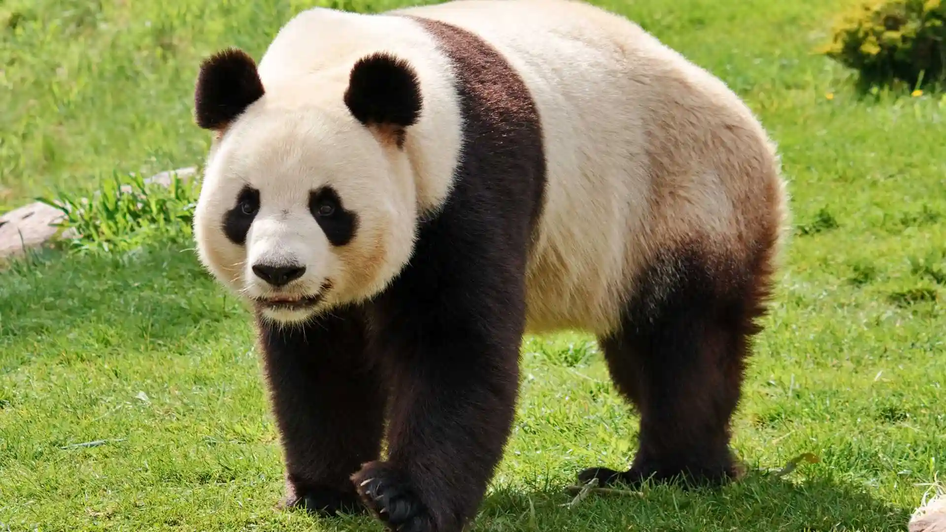 Giant Panda