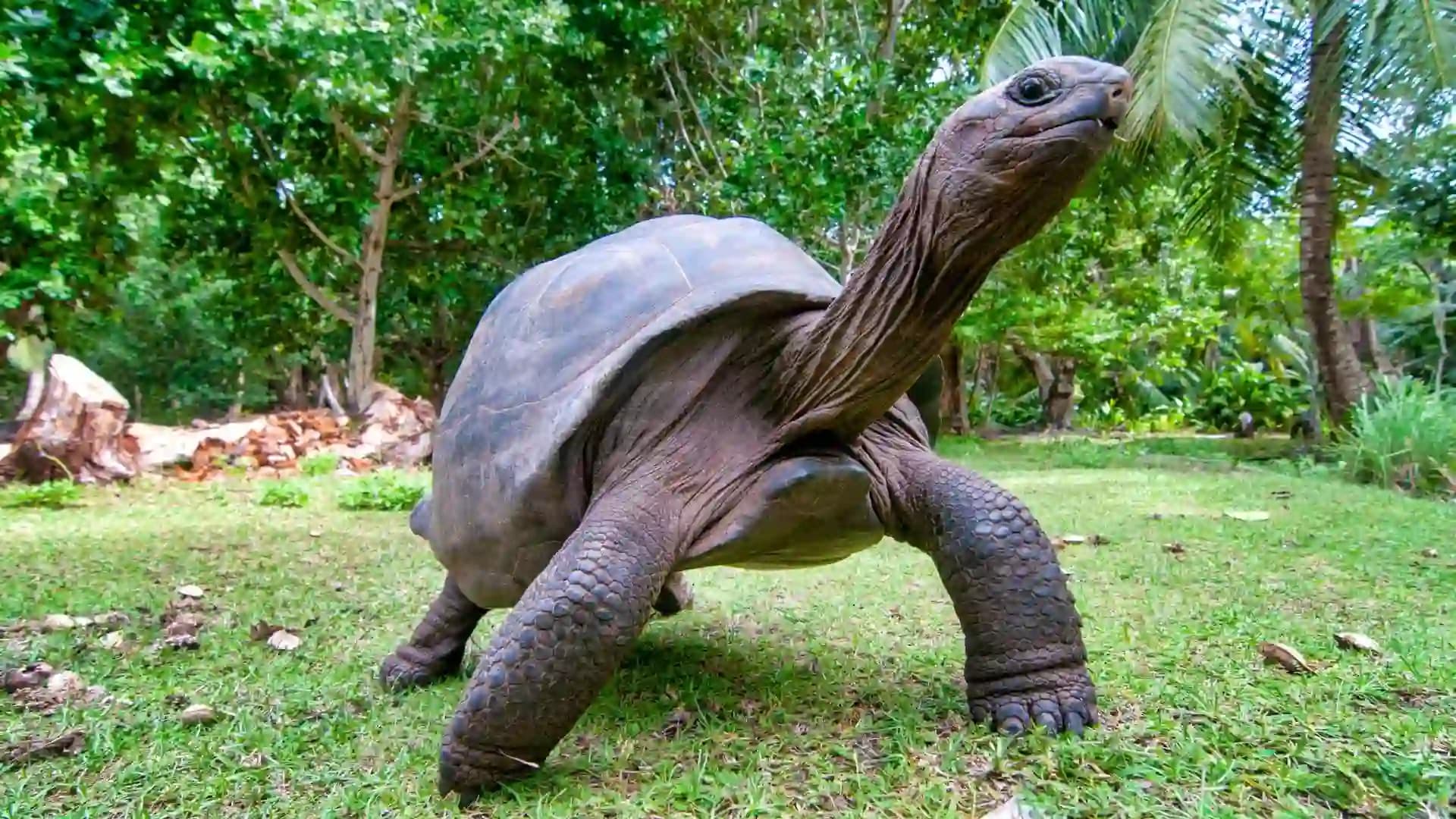 Giant Tortoises