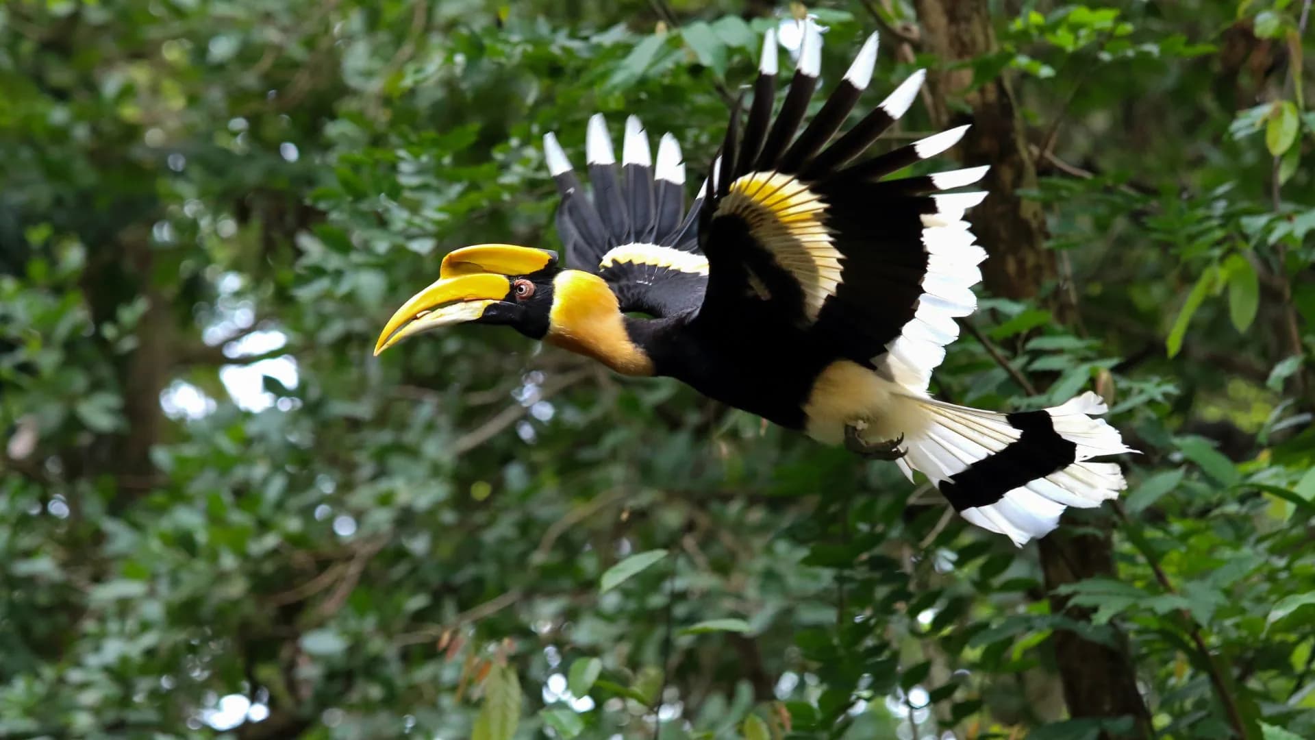 Great Hornbill In Kaziranga