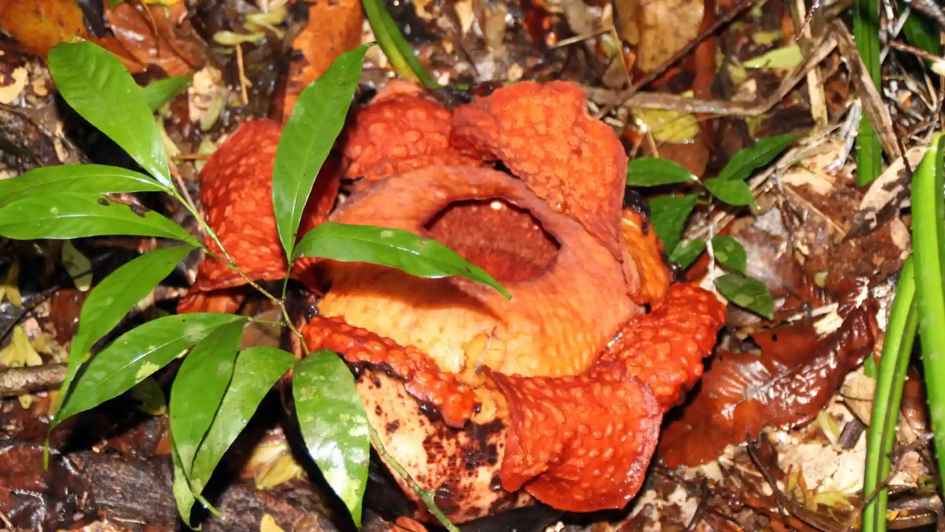 Gunung Gading National Park