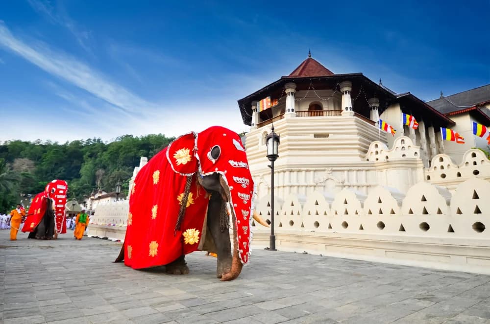 Elephants in ceremonial costumes outside the Temple of the Sacred Tooth Relic in Kandy, Sri Lanka