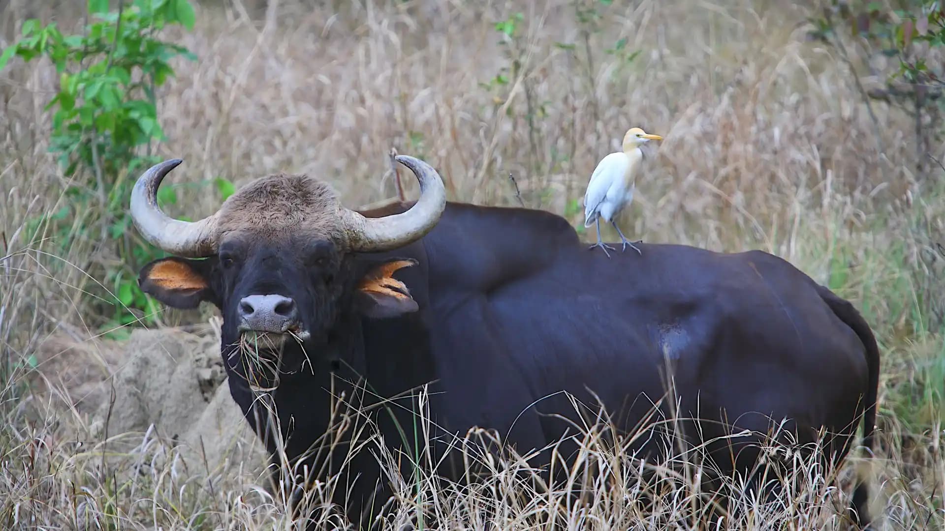 Kanha National Park