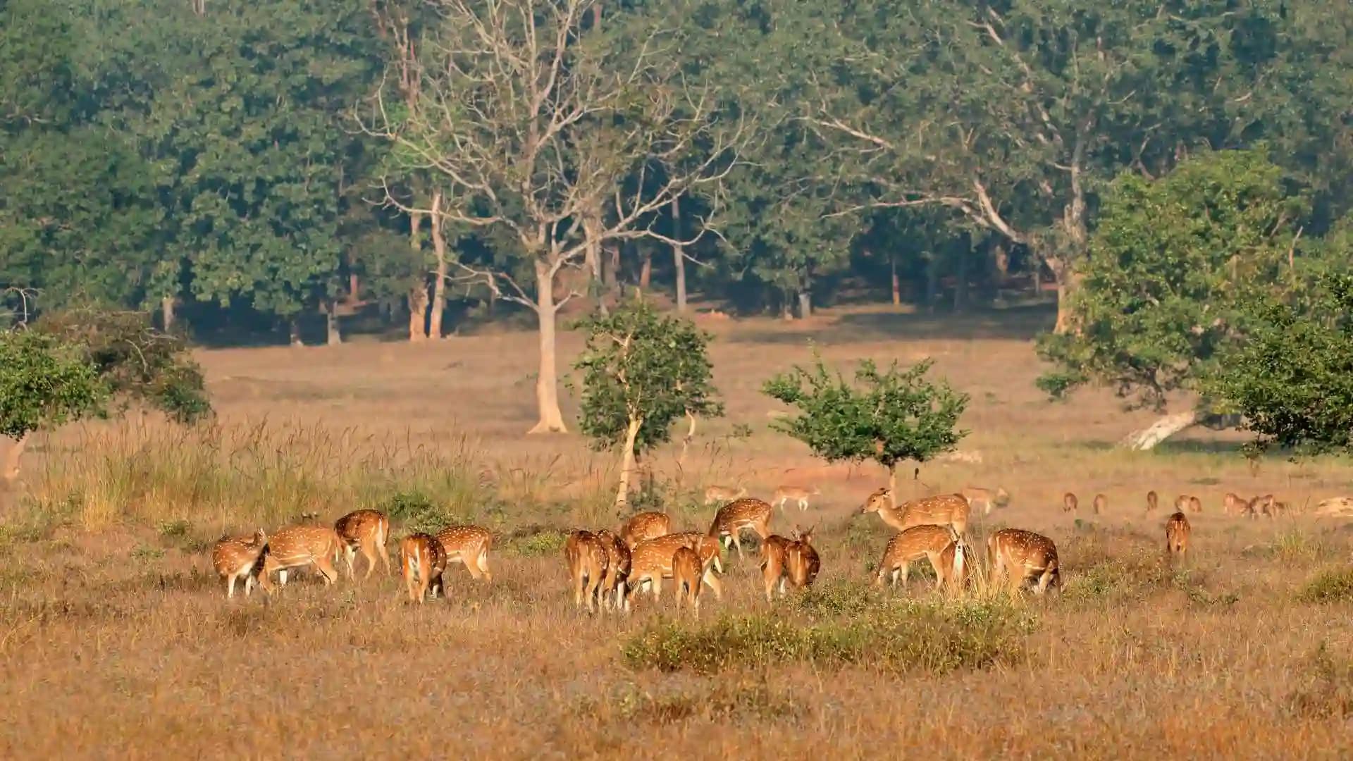 Kanha National Park