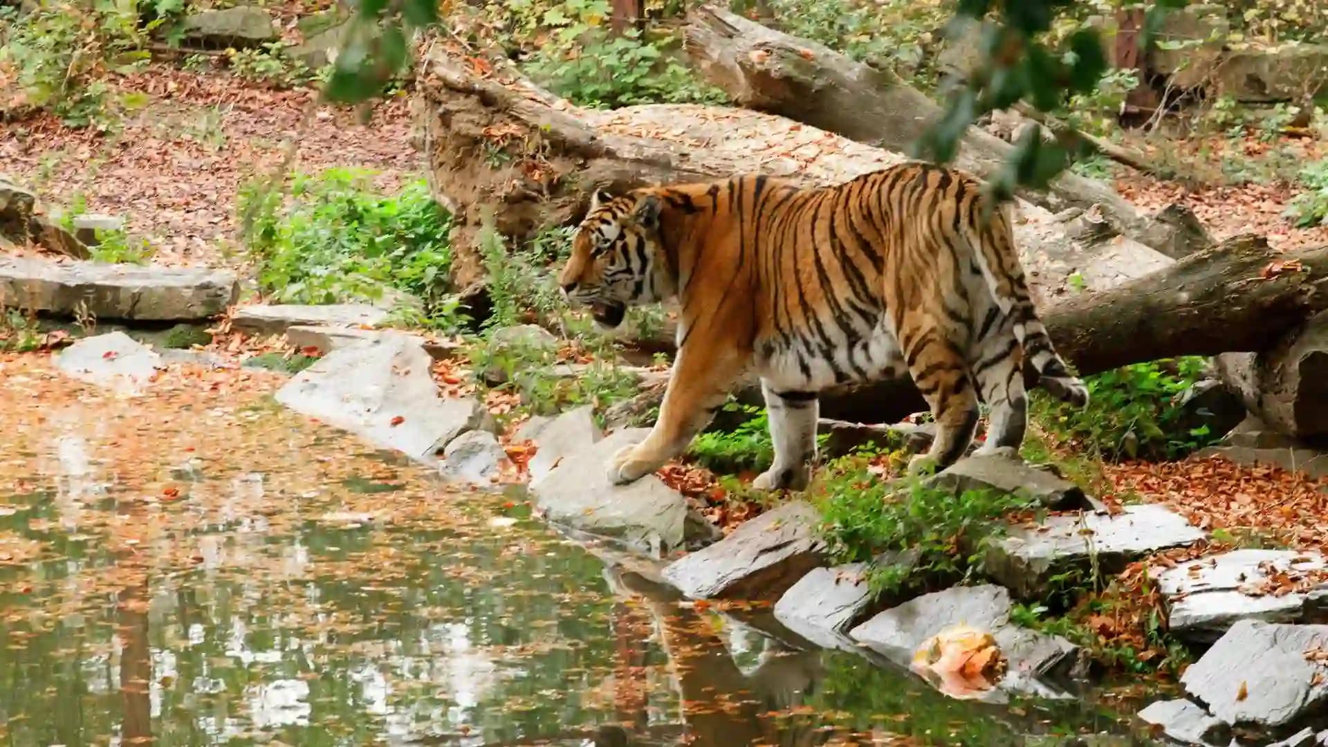 Kanha National Park