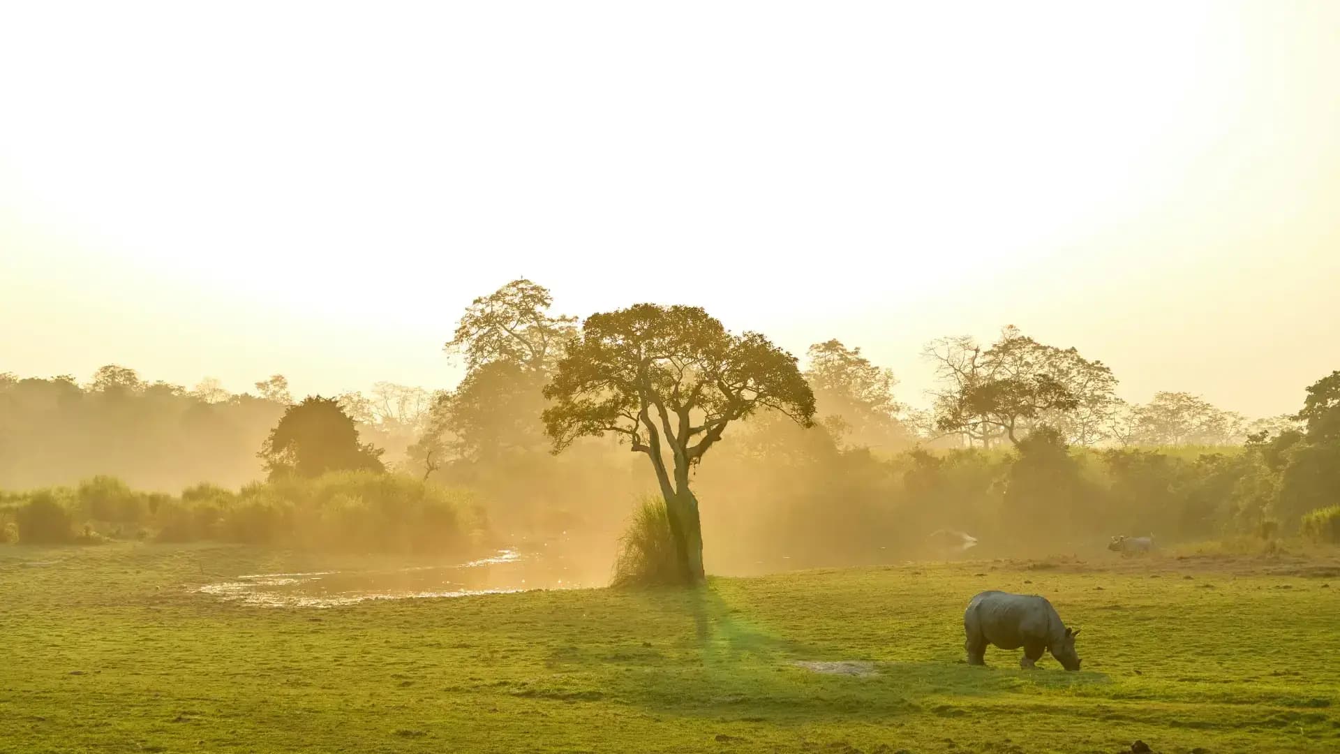 Rhinos, Rivers, Island Assam Tour