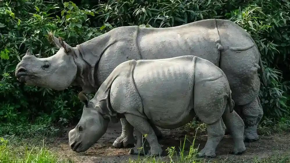 Tigers, Jungles and Rhinos of India