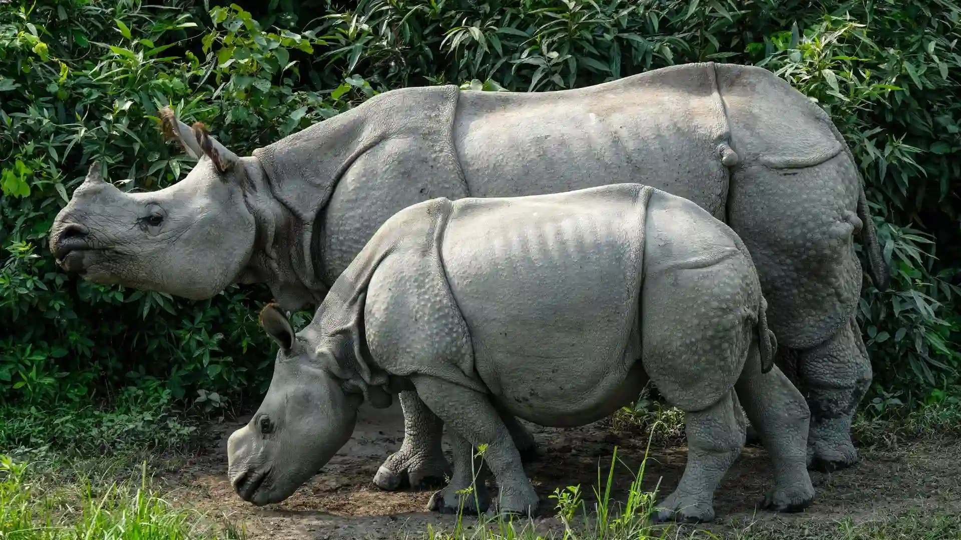 Tigers, Jungles and Rhinos of India