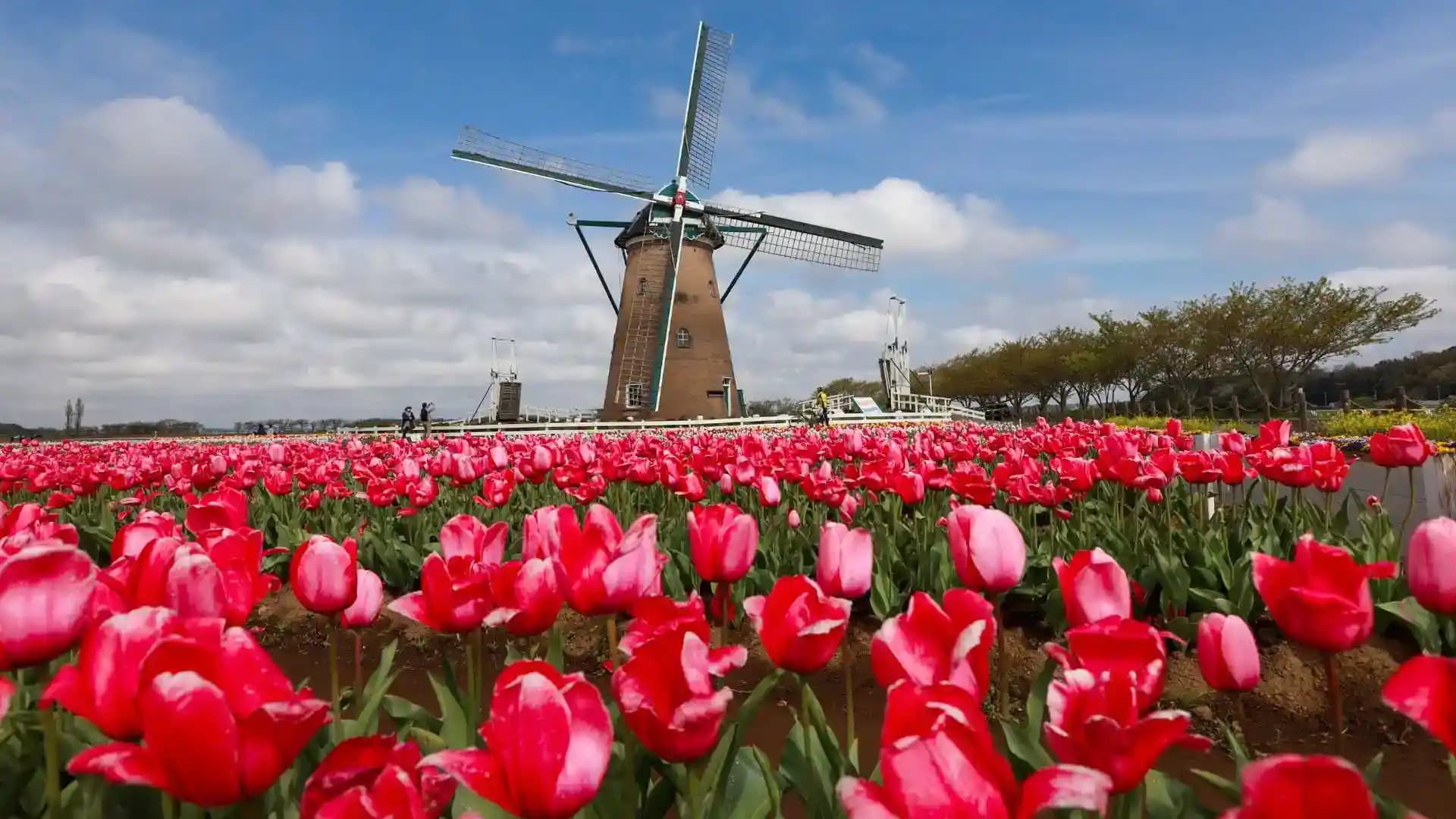 Keukenhof Windmill Tulip Field Netherlands