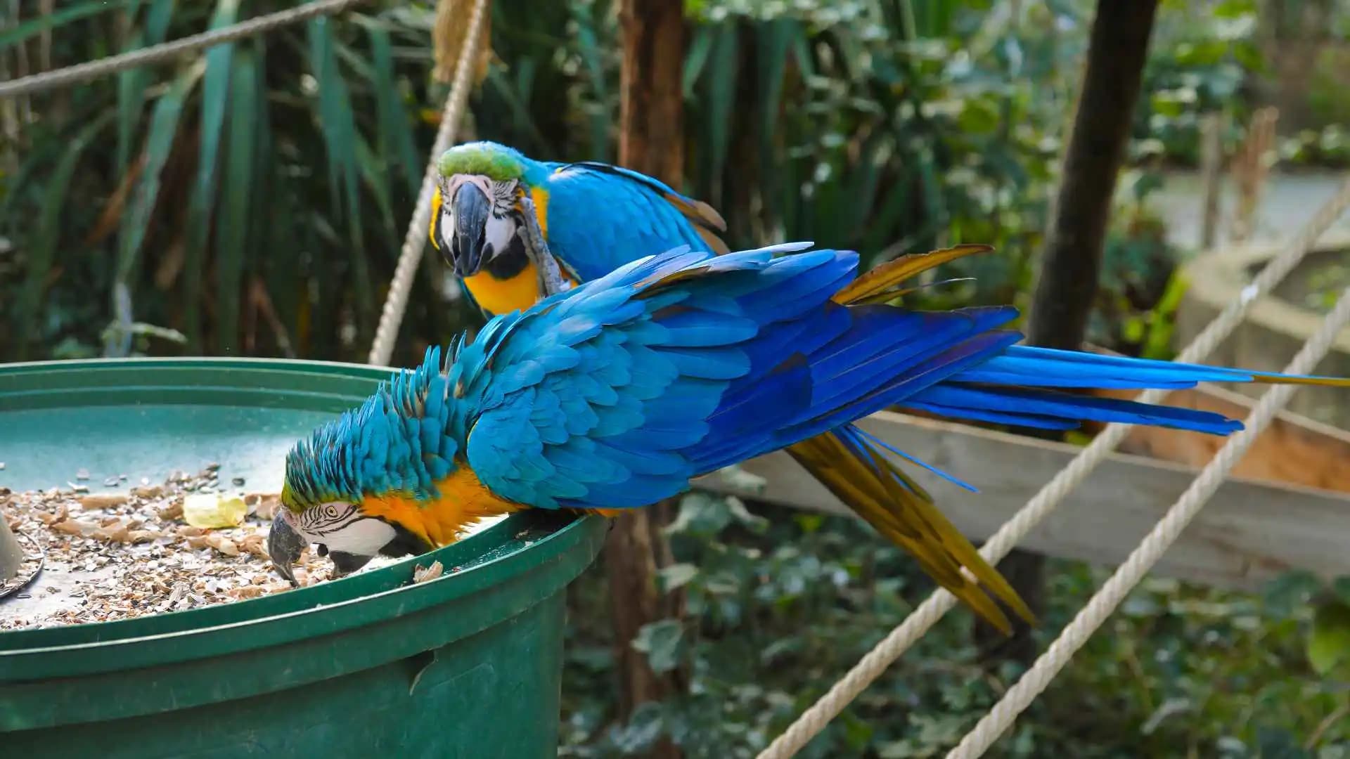 KL Bird Park