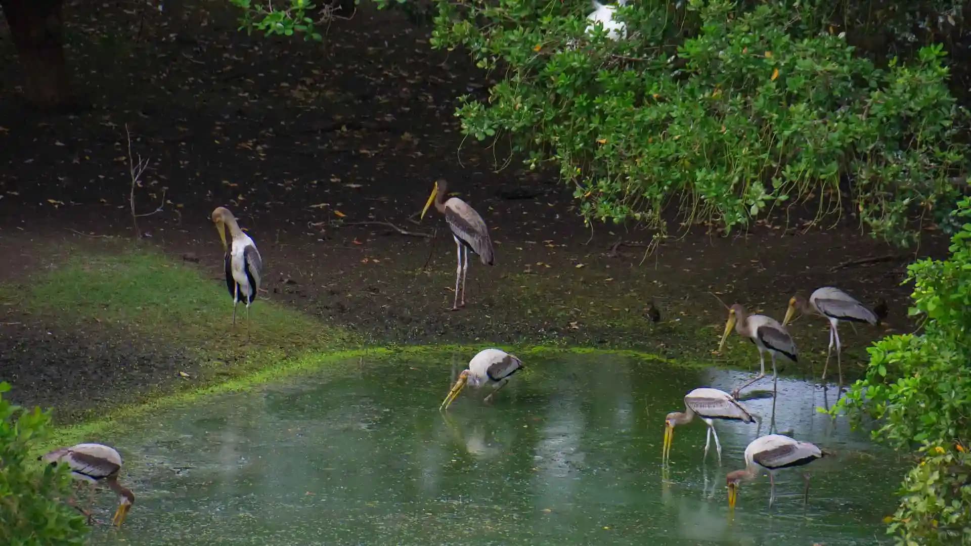 Kumarakom Bird Sanctuary Kerala