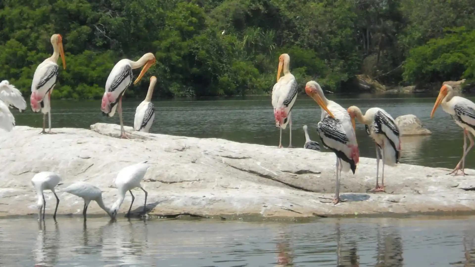 Kumarakom Bird Sanctuary Kerala