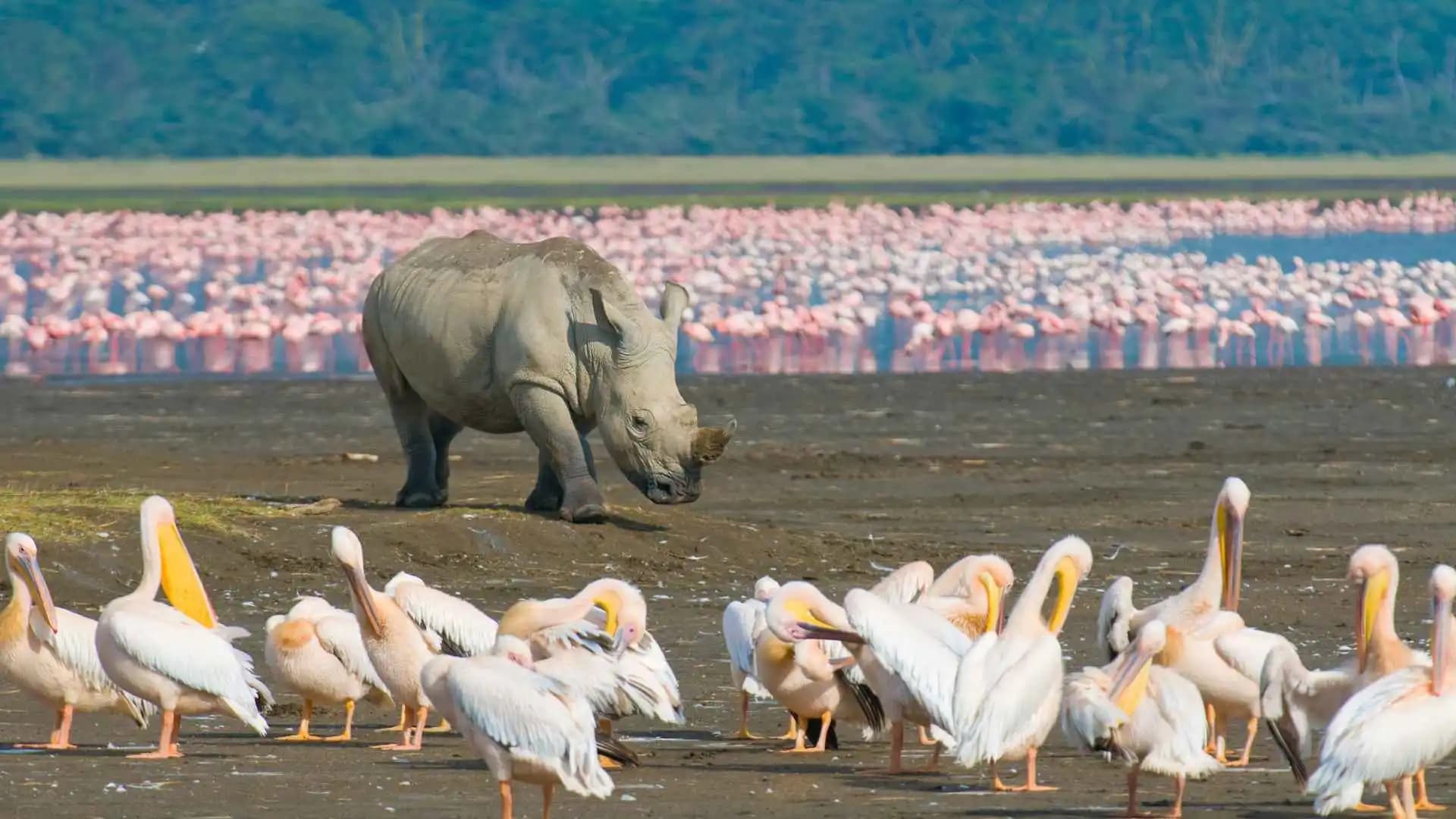 Lake Nakuru Rhino Sanctuary