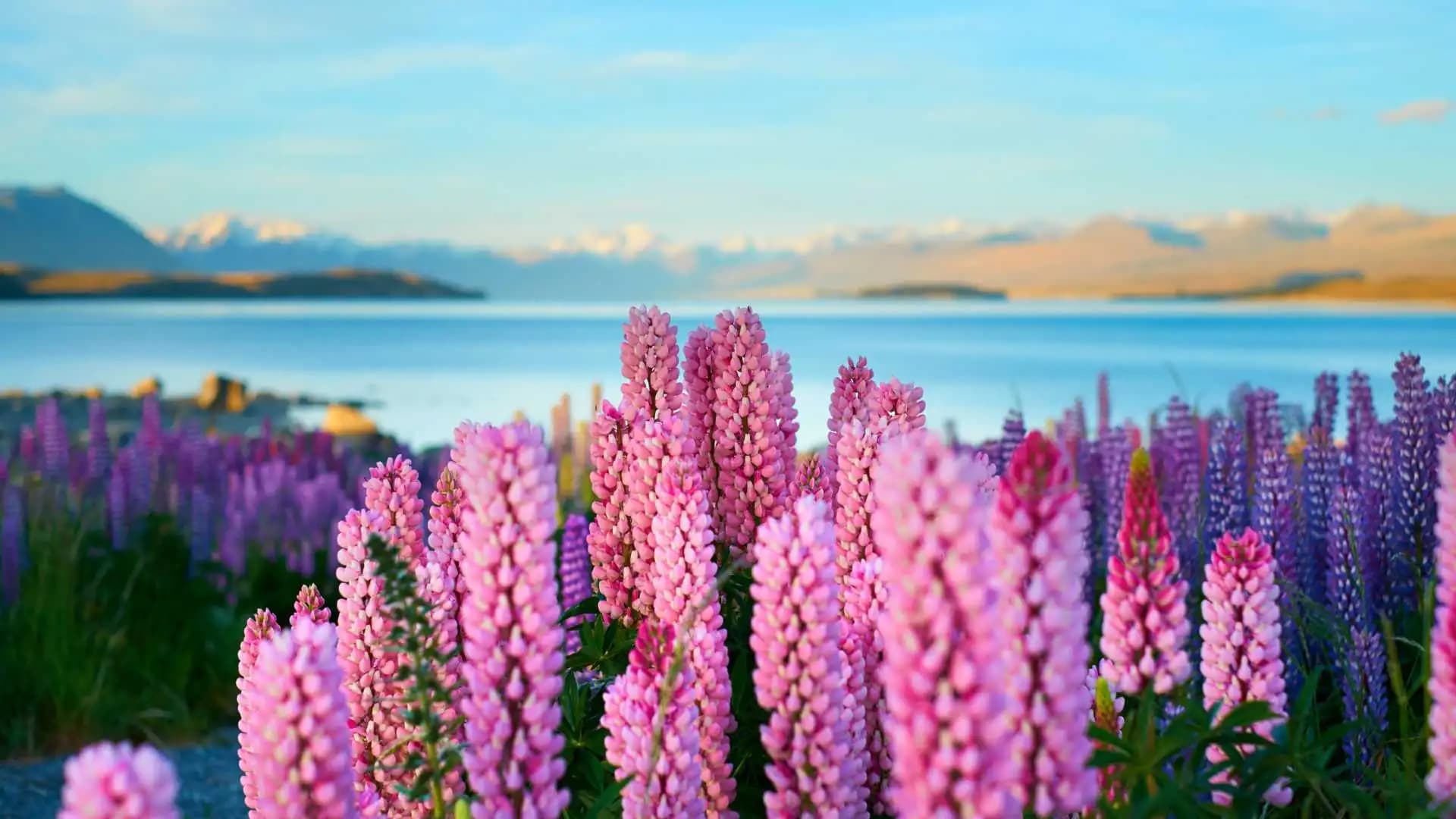 Lake Tekapo