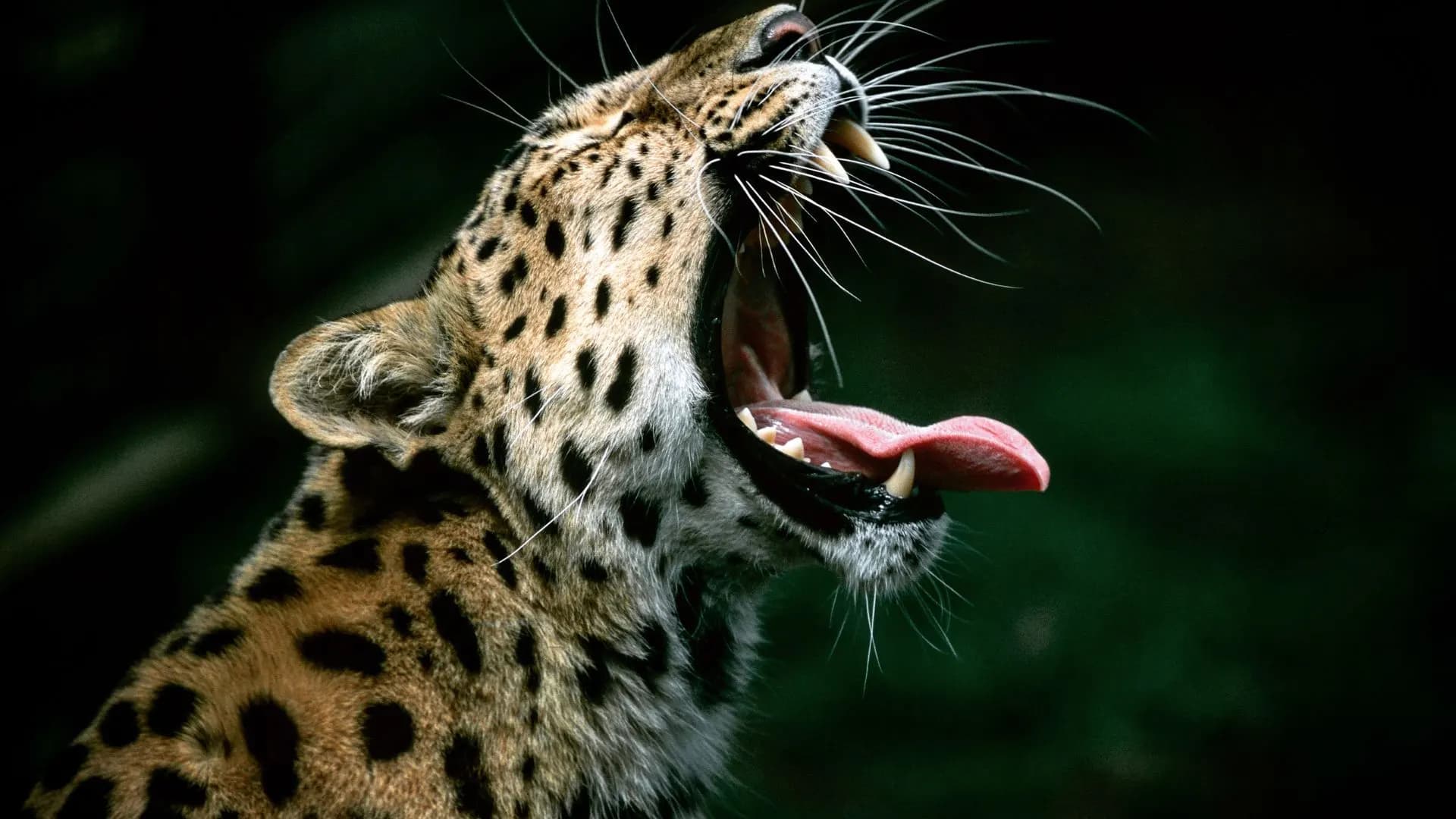 Leopard