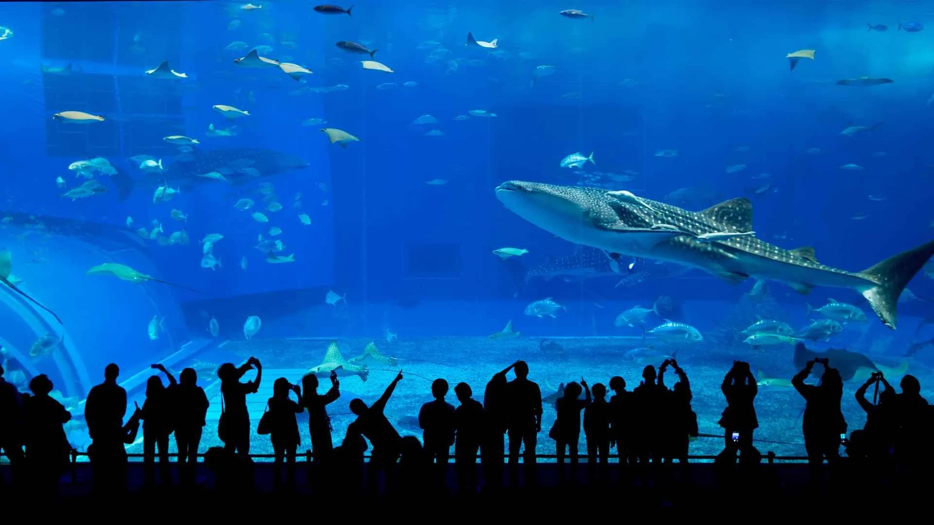 Lost Chambers Aquarium