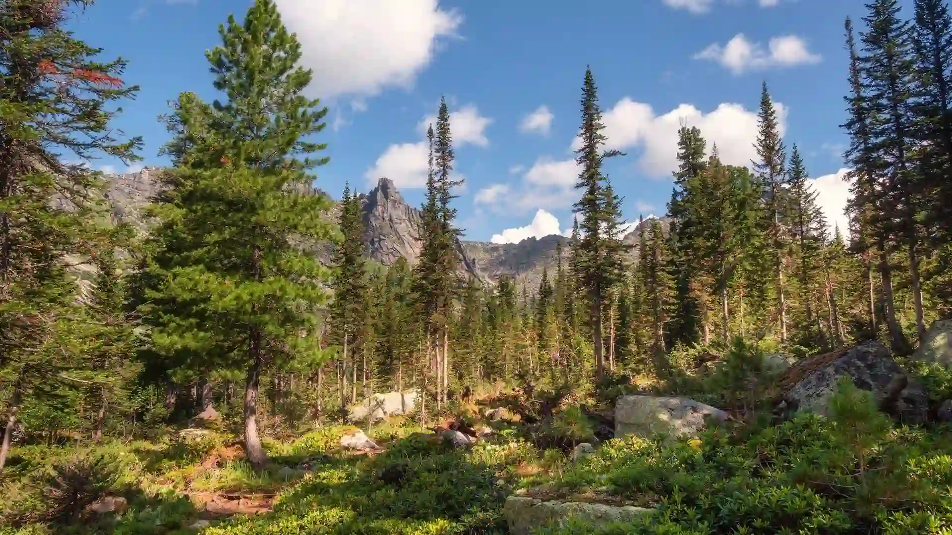 Mamaku Ranges Forest