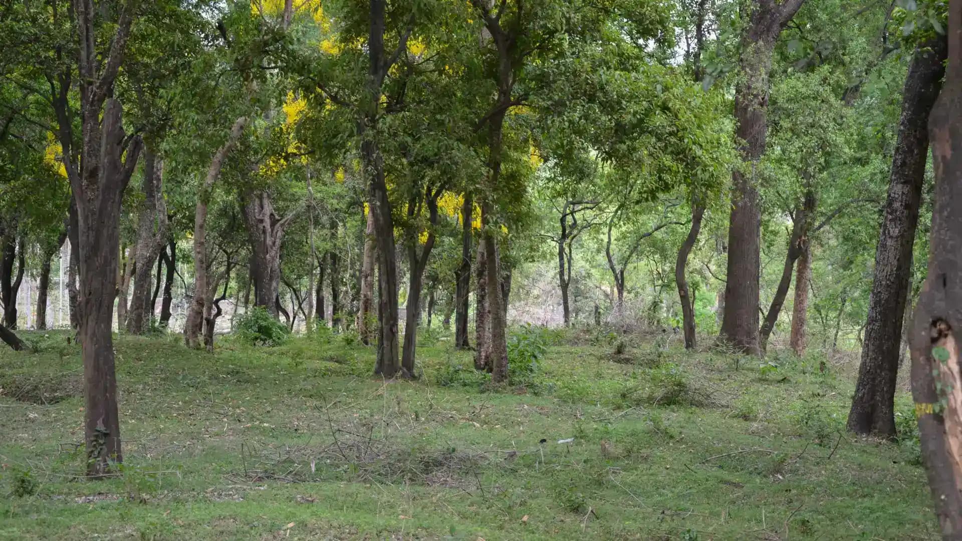 Marayoor Sandalwood Forest