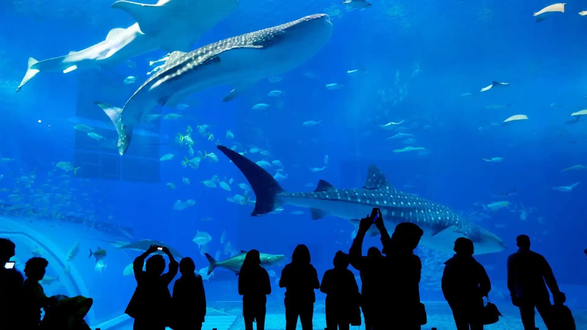 Marine Aquarium