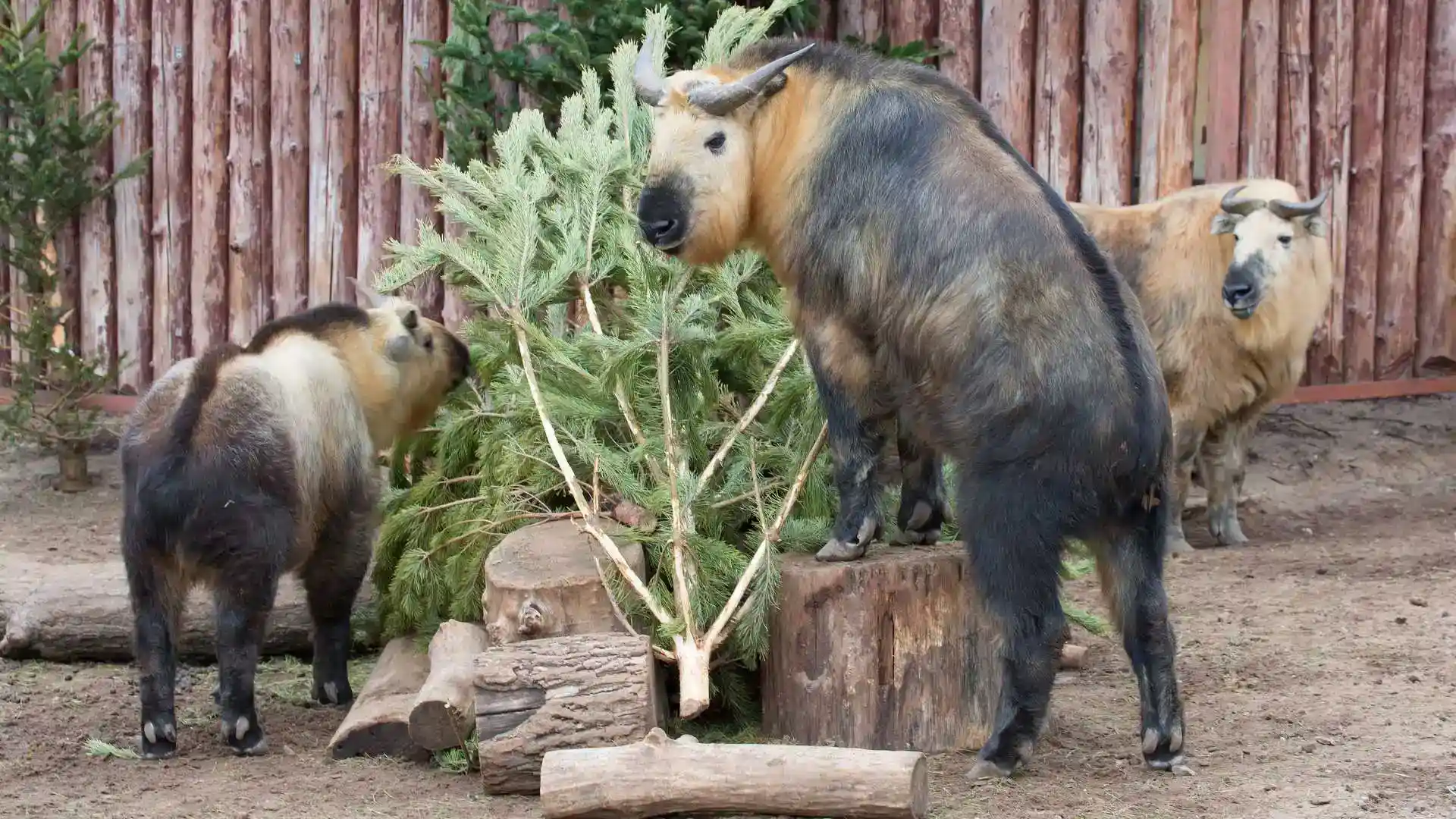 Motithang Takin Preserve