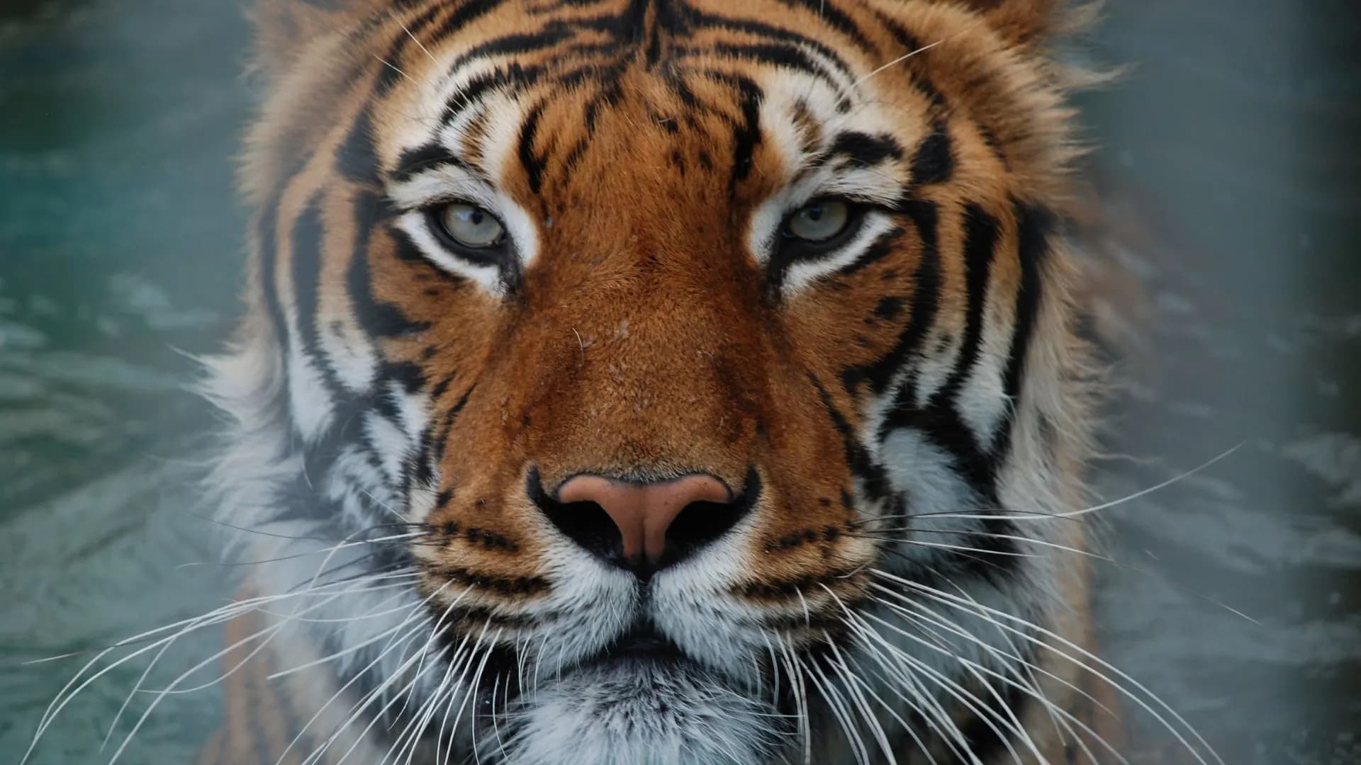 Tamil Nadu's Tiger Trail Tour