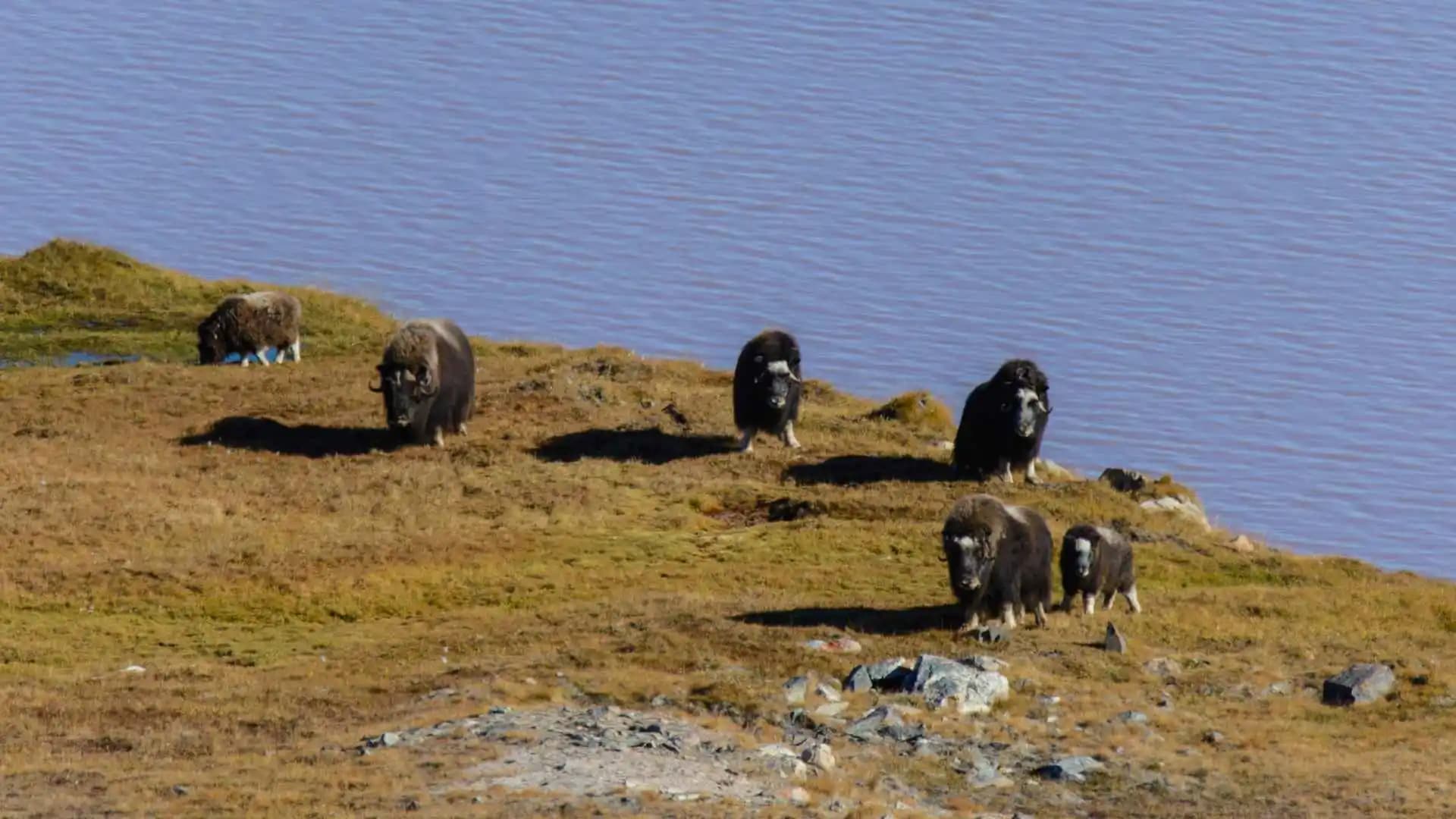 Muskox